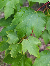 Artikelbild für Rot-Ahorn Acer rubrum 'October Glory' im Online-Shop der Bohlken Baumschulen