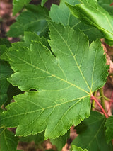 Artikelbild für Rot-Ahorn Acer rubrum 'October Glory' im Online-Shop der Bohlken Baumschulen