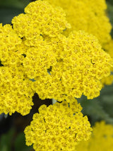 Gold-Quirl-Garbe, Schafgarbe, Achillea clypeolata 'Moonshine' kaufen im Online-Shop der Bohlken Baumschulen