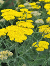Gold-Quirl-Garbe, Schafgarbe, Achillea clypeolata 'Moonshine' kaufen im Online-Shop der Bohlken Baumschulen