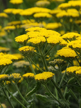 Gold-Quirl-Garbe, Schafgarbe, Achillea clypeolata 'Moonshine' kaufen im Online-Shop der Bohlken Baumschulen