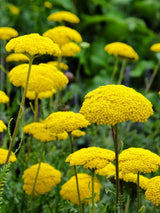 Hohe Gold-Garbe 'Cloth of Gold', Achillea filipendulina 'Cloth of Gold' kaufen im Online-Shop der Bohlken Baumschulen