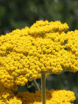 Hohe Gold-Garbe, Schafgarbe, Achillea filipendulina 'Coronation Gold' kaufen im Online-Shop der Bohlken Baumschulen