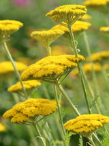 Hohe Gold-Garbe, Schafgarbe, Achillea filipendulina 'Coronation Gold' kaufen im Online-Shop der Bohlken Baumschulen