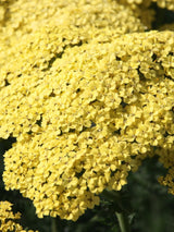 Hohe Gold-Garbe, Schafgarbe, Achillea filipendulina 'Credo' kaufen im Online-Shop der Bohlken Baumschulen