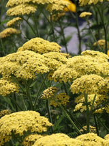 Hohe Gold-Garbe, Schafgarbe, Achillea filipendulina 'Credo' kaufen im Online-Shop der Bohlken Baumschulen