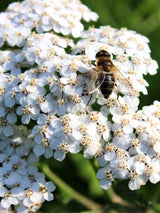Hohe Gold-Garbe, Schafgarbe, Achillea filipendulina 'Heinrich Vogeler' kaufen im Online-Shop der Bohlken Baumschulen