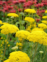 Hohe Gold-Garbe, Schafgarbe, Achillea filipendulina 'Parker's Variety' kaufen im Online-Shop der Bohlken Baumschulen