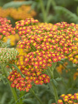 Hohe Gold-Garbe, Schafgarbe, Achillea filipendulina 'Walter Funcke' kaufen im Online-Shop der Bohlken Baumschulen