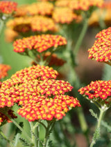 Hohe Gold-Garbe, Schafgarbe, Achillea filipendulina 'Walter Funcke' kaufen im Online-Shop der Bohlken Baumschulen