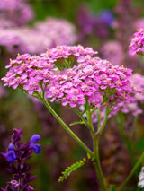 Schafgarbe Achillea millefolium 'Kirschkönigin' / 'Cerise Queen' kaufen im Online-Shop der Bohlken Baumschulen