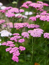Schafgarbe Achillea millefolium 'Kirschkönigin' / 'Cerise Queen' kaufen im Online-Shop der Bohlken Baumschulen