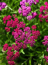 Schafgarbe Achillea millefolium 'Kirschkönigin' / 'Cerise Queen' kaufen im Online-Shop der Bohlken Baumschulen