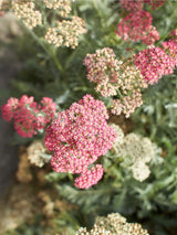 Schafgarbe 'Lachsschönheit', Achillea millefolium 'Lachsschönheit' kaufen im Online-Shop der Bohlken Baumschulen