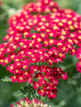Schafgarbe Achillea millefolium 'Paprika' kaufen im Online-Shop der Bohlken Baumschulen
