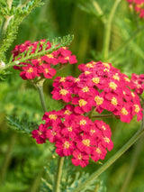 Schafgarbe Achillea millefolium 'Paprika' kaufen im Online-Shop der Bohlken Baumschulen