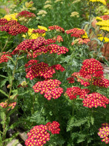 Schafgarbe Achillea millefolium 'Paprika' kaufen im Online-Shop der Bohlken Baumschulen