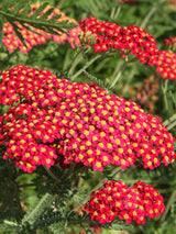 Schafgarbe Achillea millefolium 'Paprika' kaufen im Online-Shop der Bohlken Baumschulen