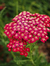 Schafgarbe Achillea millefolium 'Pomegranate' kaufen im Online-Shop der Bohlken Baumschulen