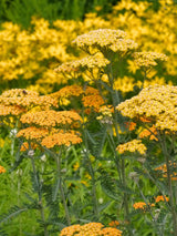 Schafgarbe Achillea millefolium 'Terracotta' kaufen im Online-Shop der Bohlken Baumschulen