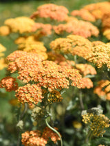 Schafgarbe Achillea millefolium 'Terracotta' kaufen im Online-Shop der Bohlken Baumschulen