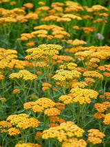 Schafgarbe Achillea millefolium 'Terracotta' kaufen im Online-Shop der Bohlken Baumschulen