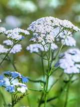 Schafgarbe Achillea millefolium 'White Beauty' kaufen im Online-Shop der Bohlken Baumschulen