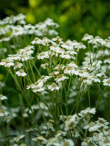 Sumpf-Schafgarbe, Bertrams-Garbe, Achillea ptarmica kaufen im Online-Shop der Bohlken Baumschulen
