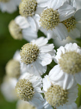 Sumpf-Schafgarbe, Bertrams-Garbe, Achillea ptarmica kaufen im Online-Shop der Bohlken Baumschulen