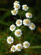 Sumpf-Schafgarbe, Bertrams-Garbe, Achillea ptarmica kaufen im Online-Shop der Bohlken Baumschulen
