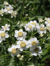 Sumpf-Schafgarbe, Bertrams-Garbe, Achillea ptarmica kaufen im Online-Shop der Bohlken Baumschulen