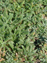 Filzige Teppich-Garbe, Poster-Garbe, Achillea tomentosa kaufen im Online-Shop der Bohlken Baumschulen