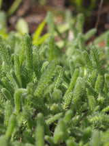 Filzige Teppich-Garbe, Poster-Garbe, Achillea tomentosa kaufen im Online-Shop der Bohlken Baumschulen