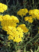 Filzige Teppich-Garbe, Poster-Garbe, Achillea tomentosa kaufen im Online-Shop der Bohlken Baumschulen