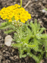 Filzige Teppich-Garbe, Poster-Garbe, Achillea tomentosa kaufen im Online-Shop der Bohlken Baumschulen