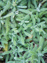 Filzige Teppich-Garbe, Poster-Garbe, Achillea tomentosa kaufen im Online-Shop der Bohlken Baumschulen