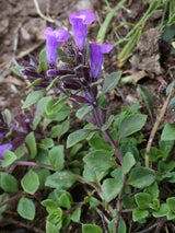 Alpen-Steinquendel, Acinos alpinus kaufen im Online-Shop der Bohlken Baumschulen