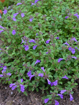 Alpen-Steinquendel, Acinos alpinus kaufen im Online-Shop der Bohlken Baumschulen