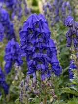 Herbst-Eisenhut, Aconitum carmichaelii 'Arendsii' kaufn im Online-Shop der Bohlken Baumschulen