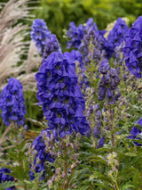 Herbst-Eisenhut, Aconitum carmichaelii 'Arendsii' kaufn im Online-Shop der Bohlken Baumschulen