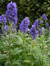 Herbst-Eisenhut, Aconitum carmichaelii 'Arendsii' kaufn im Online-Shop der Bohlken Baumschulen