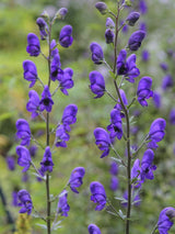 Blauer Eisenhut, Berg-Eisenhut, Aconitum napellus kaufen im Online-Shop der Bohlken Baumschulen