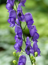 Blauer Eisenhut, Berg-Eisenhut, Aconitum napellus kaufen im Online-Shop der Bohlken Baumschulen