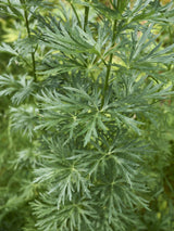 Blauer Eisenhut, Berg-Eisenhut, Aconitum napellus kaufen im Online-Shop der Bohlken Baumschulen