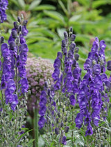 Blauer Eisenhut, Berg-Eisenhut, Aconitum napellus kaufen im Online-Shop der Bohlken Baumschulen
