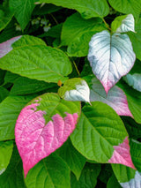 Buntblättriger Strahlengriffel, Zier-Kiwi, Flamingo-Strahlengrifel, Actinidia kolomikta kaufen im Online-Shop der Bohlken Baumschulen