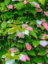 Buntblättriger Strahlengriffel, Zier-Kiwi, Flamingo-Strahlengrifel, Actinidia kolomikta kaufen im Online-Shop der Bohlken Baumschulen