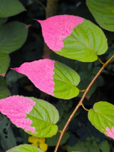 Buntblättriger Strahlengriffel, Zier-Kiwi, Flamingo-Strahlengrifel, Actinidia kolomikta kaufen im Online-Shop der Bohlken Baumschulen