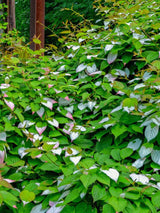 Buntblättriger Strahlengriffel, Zier-Kiwi, Flamingo-Strahlengrifel, Actinidia kolomikta kaufen im Online-Shop der Bohlken Baumschulen