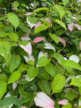 Buntblättriger Strahlengriffel, Zier-Kiwi, Flamingo-Strahlengrifel, Actinidia kolomikta kaufen im Online-Shop der Bohlken Baumschulen